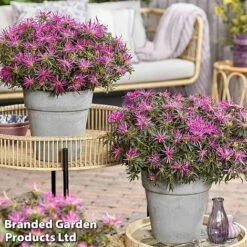 Azalea 'Starstyle Lilac' -Flourish Flora starlilac7