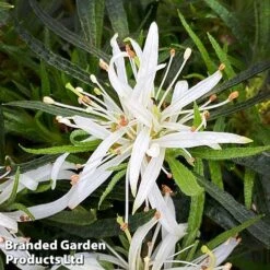 Azalea 'Starstyle White' -Flourish Flora starwhite2
