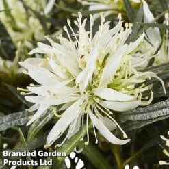 Azalea 'Starstyle White' -Flourish Flora starwhite4