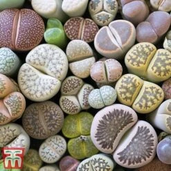 Houseplant Seed Collection -Flourish Flora stone