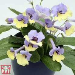 Streptocarpus 'Harlequin Blue' 5 Streptocarpus 'Harlequin Blue' -Flourish Flora strep