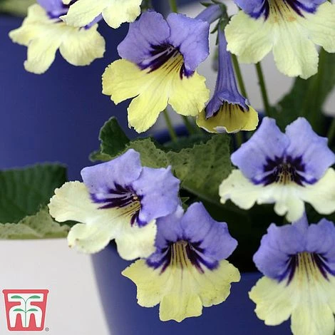 Streptocarpus 'Harlequin Blue' 2 Streptocarpus 'Harlequin Blue' - Image 2