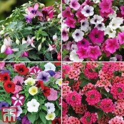 Nurseryman's Choice Container Mix -Flourish Flora sumbed52