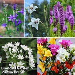 Summer Collection - Bulbs & Seeds