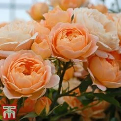 Rose 'Sweetie' (Patio Rose Standard) -Flourish Flora sweet3