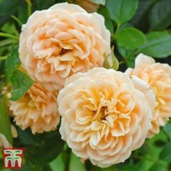 Rose 'Sweetie' (Patio Rose Standard) -Flourish Flora sweet31