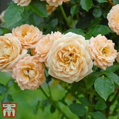 Rose 'Sweetie' (Patio Rose Standard) -Flourish Flora sweet4