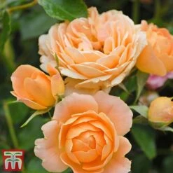 Rose 'Sweetie' (Patio Rose Standard) -Flourish Flora sweet5
