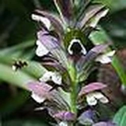 Acanthus Spinosus -Flourish Flora t ACAN T58284 B h