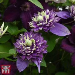 Clematis Florida 'Taiga' -Flourish Flora taig4