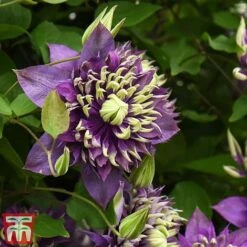 Clematis Florida 'Taiga' -Flourish Flora taiga