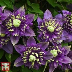 Clematis Florida 'Taiga' -Flourish Flora taiga3