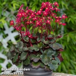 Saxifraga Dancing Pixies Duo -Flourish Flora tally