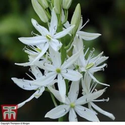 Camassia Leichtlinii Subsp. Leichtlinii