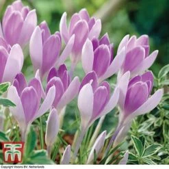Crocus 'Vanguard'