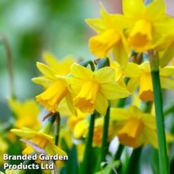 Bulb Bonanza Collection 13 Bulb Bonanza Collection -Flourish Flora tete