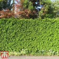 Thuja Occidentalis 'Brabant' -Flourish Flora thujab