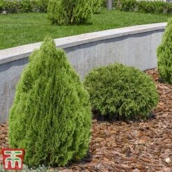 Thuja Occidentalis 'Brabant' -Flourish Flora thujaf