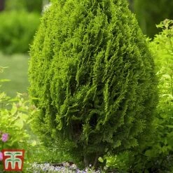 Thuja Occidentalis 'Brabant' -Flourish Flora thujag