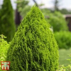 Thuja Occidentalis 'Brabant' -Flourish Flora thujah