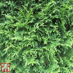 Thuja Occidentalis 'Brabant' -Flourish Flora thujja