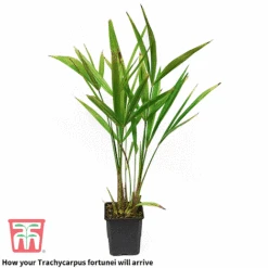 Trachycarpus Fortunei -Flourish Flora trach 2