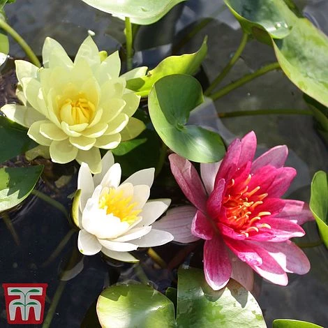 Water Lily Trio With A Pond Basket 1 Water Lily Trio With A Pond Basket