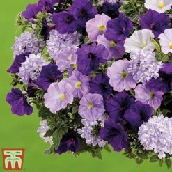 True Beauty Colour Themed Collection -Flourish Flora truebeauty3