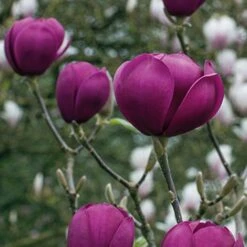 Magnolia 'Black Tulip' -Flourish Flora tulip3