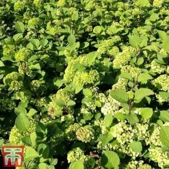 Viburnum Plicatum F. Tomentosum -Flourish Flora vibu granno