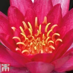 Water Lily Red With Pond Basket -Flourish Flora water red21