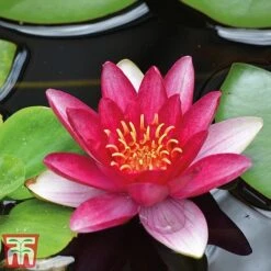 Water Lily Trio With A Pond Basket 7 Water Lily Trio With A Pond Basket -Flourish Flora water red4