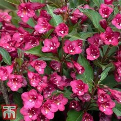 Weigela 'Towers Of Flowers'&reg; Duo -Flourish Flora weig ch2
