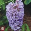 Wisteria Sinensis 'Amethyst'
