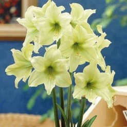 Amaryllis Collection -Flourish Flora z AMAR T46576 A h