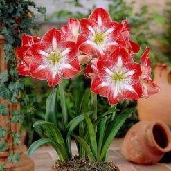Amaryllis Collection -Flourish Flora z AMAR T46577 A h