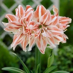 Amaryllis Collection -Flourish Flora z AMAR T46578 A h
