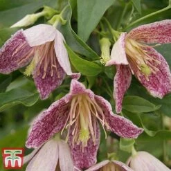 Clematis Duo Collection -Flourish Flora z Advent