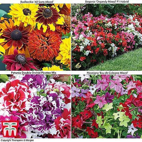 Bumper Garden Collection 6 Bumper Garden Collection - Image 6