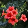 Campsis Radicans 'Flamenco'