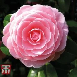 Camellia 'Blooming Wonder' Trio -Flourish Flora z Camellia Blooming Wonder Pink