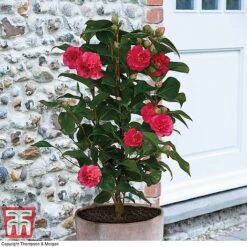 Camellia 'Blooming Wonder' Trio -Flourish Flora z Camellia Blooming Wonder Red