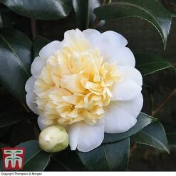 Camellia 'Blooming Wonder' Trio -Flourish Flora z Camellia Blooming Wonder White