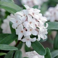 Daphne Fragrance Duo -Flourish Flora z DAPH P93935 B h31