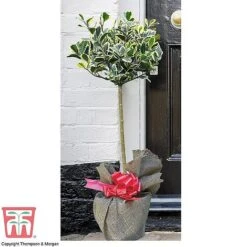 Holly 'Golden King' (Standard Tree) -Flourish Flora z HOLL TG60206 C