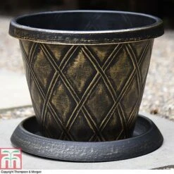 Buddleja 'Butterfly Towers' -Flourish Flora z PATI T56850P A37