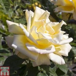 Rose 'Breeder's Choice Collection' (Hybrid Tea Rose) -Flourish Flora z ROSE T59108 A h