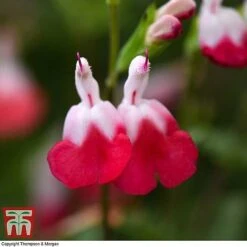 Salvia 'Hot Lips' -Flourish Flora z SALV T51410 C1