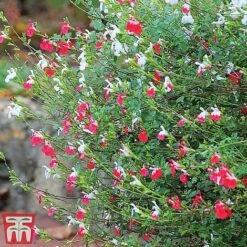 Salvia 'Hot Lips' -Flourish Flora z SALV T51410 E