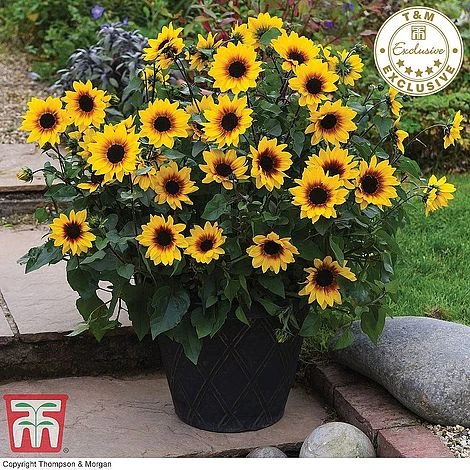Sunflower SunBelievable™ 'Brown Eyed Girl' 1 Sunflower SunBelievable™ 'Brown Eyed Girl'